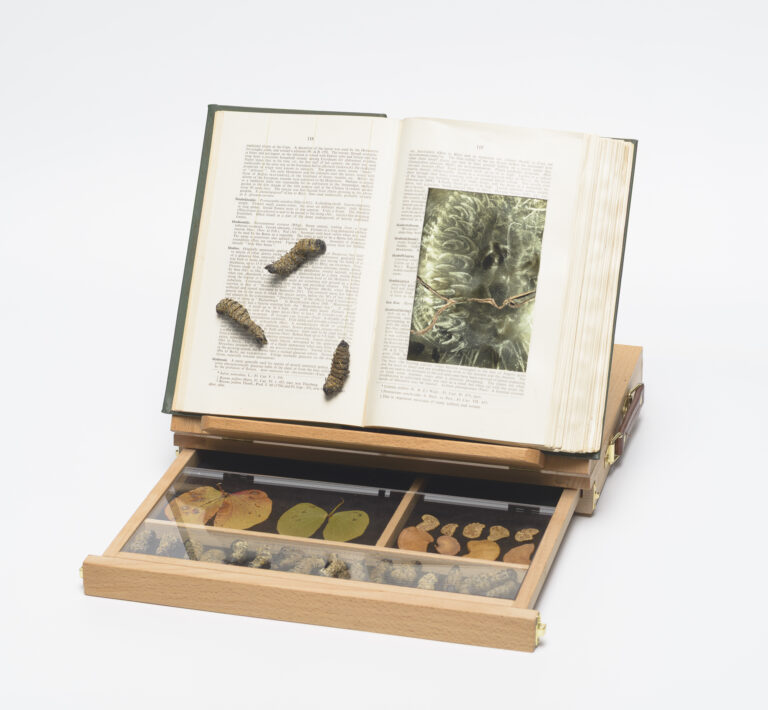 Tammy Lee Baikie (Johannesburg) | 2025 Merit Award Winner